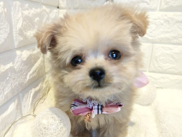 香川県のハーフ犬・ミックス犬 (ワンキャラット アミーゴ丸亀店/2026年1月21日生まれ/女の子/クリーム)の子犬の2枚目の画像