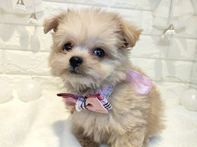 香川県のハーフ犬・ミックス犬 (ワンキャラット アミーゴ丸亀店/2026年1月21日生まれ/女の子/クリーム)の子犬の3枚目の画像