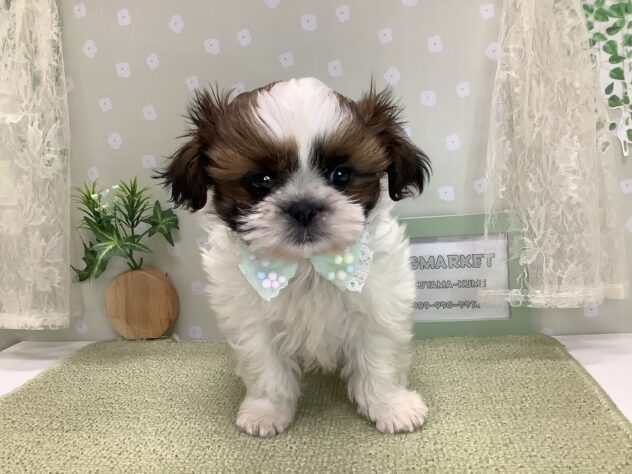 愛媛県のシーズー (アミーゴ松山久米店/2026年1月13日生まれ/女の子/ゴールドホワイト)の子犬の3枚目の画像