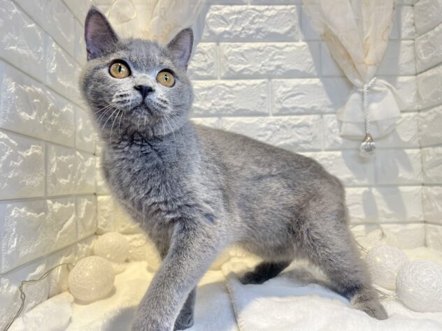 香川県のブリティッシュショートヘアー (ワンキャラット アミーゴ丸亀店/2025年8月11日生まれ/女の子/ブルー)の子猫の2枚目の画像