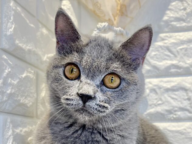 香川県のブリティッシュショートヘアー (ワンキャラット アミーゴ丸亀店/2025年8月11日生まれ/女の子/ブルー)の子猫の1枚目の画像