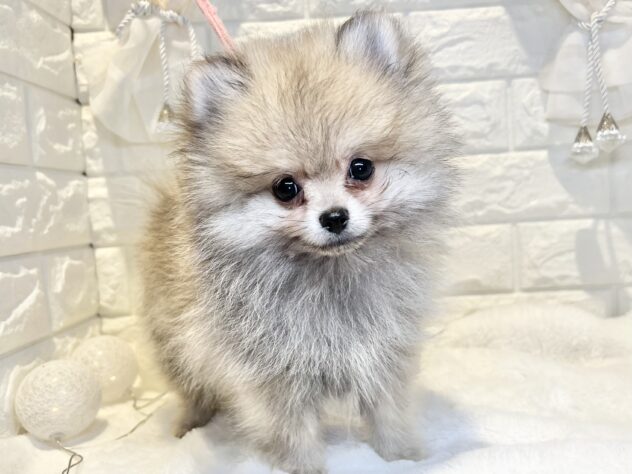 香川県のポメラニアン (ワンキャラット アミーゴ丸亀店/2025年12月19日生まれ/男の子/ウルフセーブル)の子犬の2枚目の画像