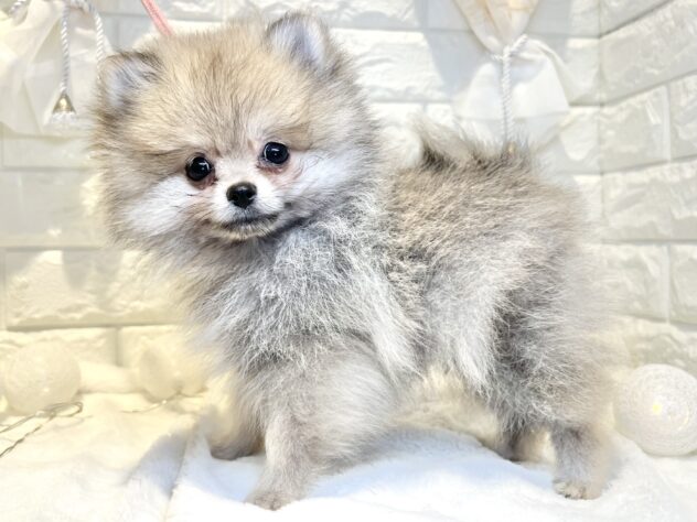 香川県のポメラニアン (ワンキャラット アミーゴ丸亀店/2025年12月19日生まれ/男の子/ウルフセーブル)の子犬の3枚目の画像