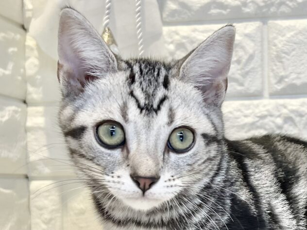 香川県のアメリカンショートヘアー (ワンキャラット アミーゴ丸亀店/2025年12月4日生まれ/男の子/シルバータビー)の子猫の1枚目の画像
