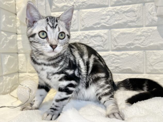 香川県のアメリカンショートヘアー (ワンキャラット アミーゴ丸亀店/2025年12月4日生まれ/男の子/シルバータビー)の子猫の2枚目の画像