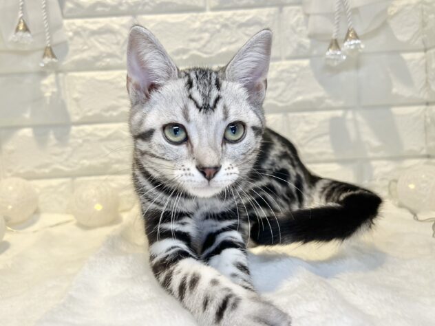 香川県のアメリカンショートヘアー (ワンキャラット アミーゴ丸亀店/2025年12月4日生まれ/男の子/シルバータビー)の子猫の3枚目の画像