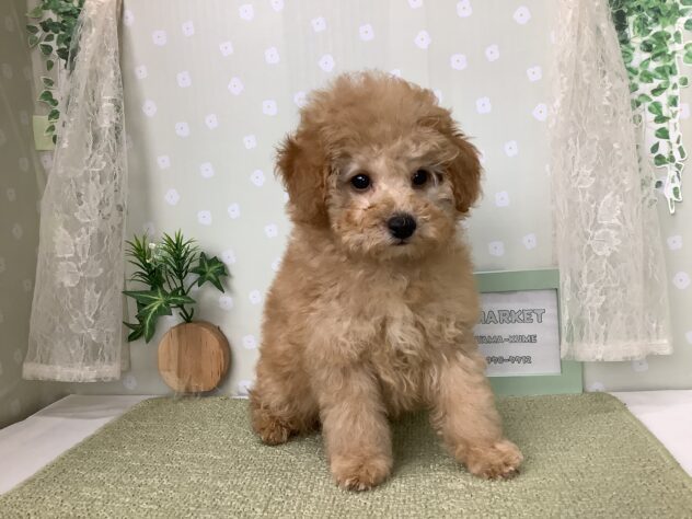 愛媛県のトイプードル(トイ) (アミーゴ松山久米店/2026年1月6日生まれ/男の子/ペールフォーン)の子犬の4枚目の画像