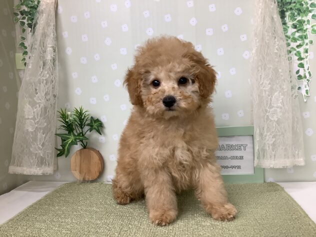 愛媛県のトイプードル(トイ) (アミーゴ松山久米店/2026年1月6日生まれ/男の子/ペールフォーン)の子犬の1枚目の画像