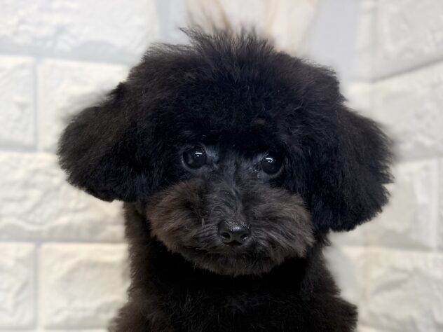 香川県のトイプードル(トイ) (ワンキャラット アミーゴ丸亀店/2025年11月13日生まれ/女の子/ブラック)の子犬の1枚目の画像