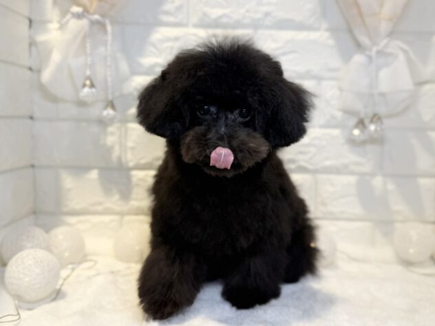 香川県のトイプードル(トイ) (ワンキャラット アミーゴ丸亀店/2025年11月13日生まれ/女の子/ブラック)の子犬の2枚目の画像