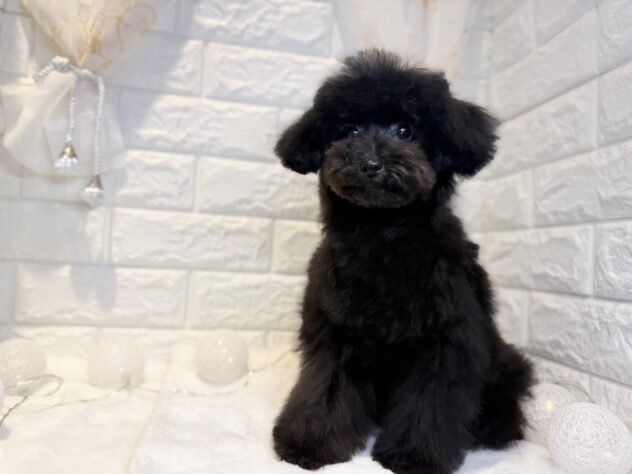 香川県のトイプードル(トイ) (ワンキャラット アミーゴ丸亀店/2025年11月13日生まれ/女の子/ブラック)の子犬の3枚目の画像