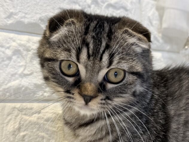 香川県のスコティッシュフォールド (ワンキャラット アミーゴ丸亀店/2025年12月14日生まれ/男の子/ブラウンタビー)の子猫の1枚目の画像