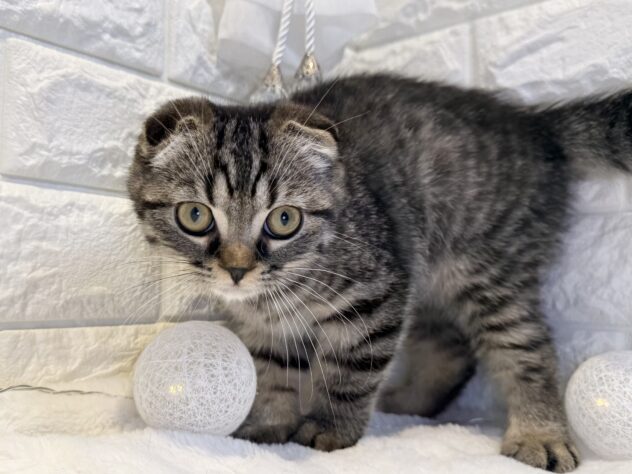 香川県のスコティッシュフォールド (ワンキャラット アミーゴ丸亀店/2025年12月14日生まれ/男の子/ブラウンタビー)の子猫の2枚目の画像