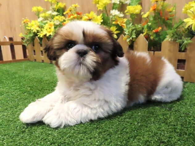 兵庫県のシーズー (アミーゴ伊丹店/2026年1月7日生まれ/女の子/ゴールドホワイト)の子犬