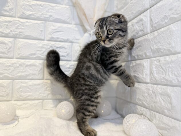 香川県のスコティッシュフォールド (ワンキャラット アミーゴ丸亀店/2025年12月14日生まれ/男の子/ブラウンタビー)の子猫の3枚目の画像