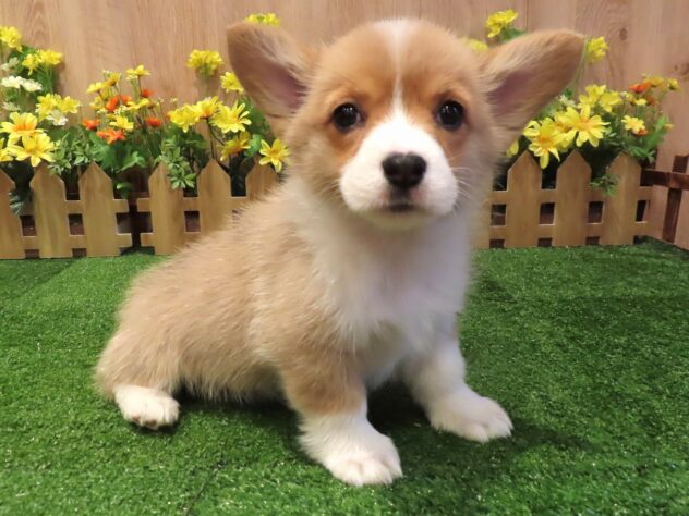 兵庫県のウェルシュコーギーペンブローク (アミーゴ伊丹店/2026年1月8日生まれ/女の子/レッドホワイト)の子犬