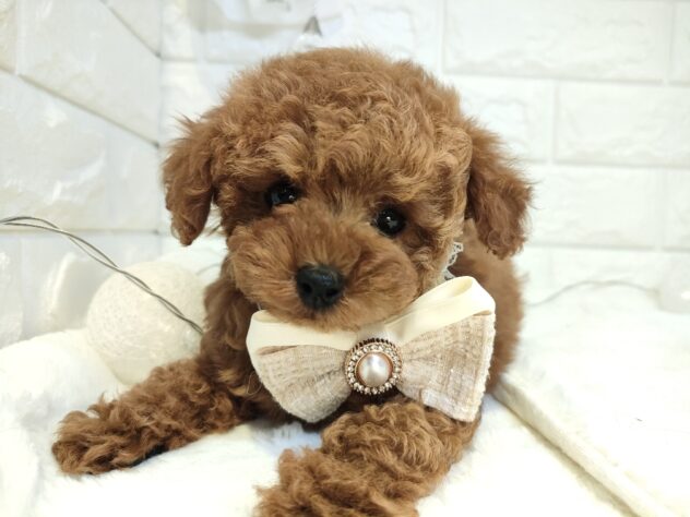 香川県のトイプードル(トイ) (ワンキャラット アミーゴ丸亀店/2026年1月30日生まれ/女の子/レッド)の子犬の2枚目の画像