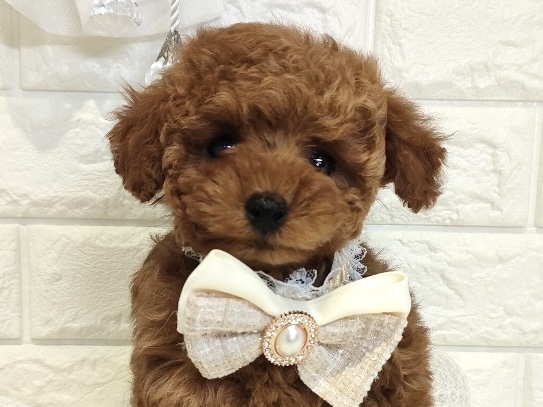 香川県のトイプードル(トイ) (ワンキャラット アミーゴ丸亀店/2026年1月30日生まれ/女の子/レッド)の子犬の1枚目の画像