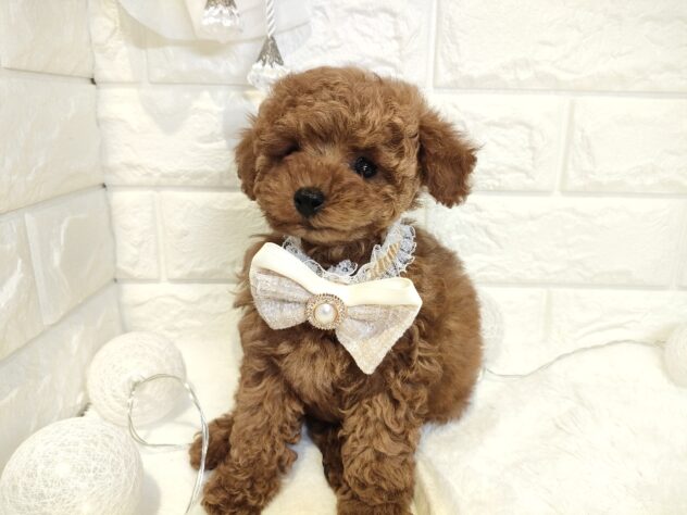 香川県のトイプードル(トイ) (ワンキャラット アミーゴ丸亀店/2026年1月30日生まれ/女の子/レッド)の子犬の4枚目の画像