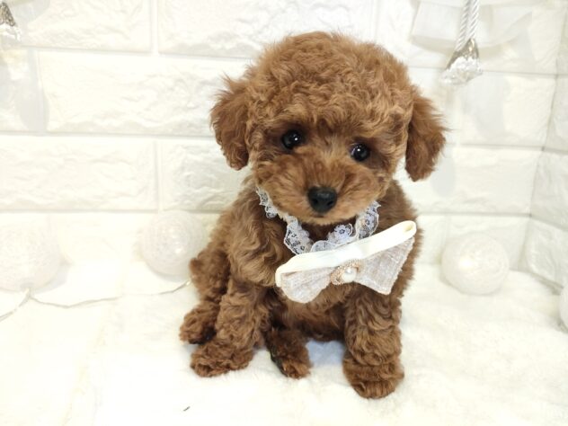 香川県のトイプードル(トイ) (ワンキャラット アミーゴ丸亀店/2026年1月30日生まれ/女の子/レッド)の子犬の3枚目の画像