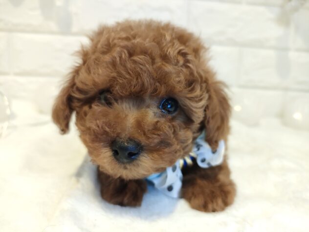 香川県のトイプードル(トイ) (ワンキャラット アミーゴ丸亀店/2026年1月30日生まれ/男の子/レッド)の子犬の4枚目の画像