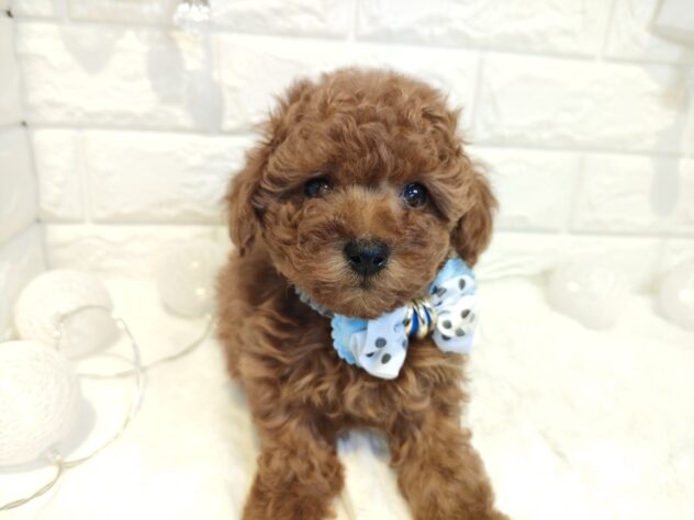 香川県のトイプードル(トイ) (ワンキャラット アミーゴ丸亀店/2026年1月30日生まれ/男の子/レッド)の子犬の3枚目の画像