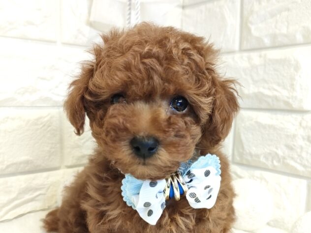 香川県のトイプードル(トイ) (ワンキャラット アミーゴ丸亀店/2026年1月30日生まれ/男の子/レッド)の子犬の1枚目の画像