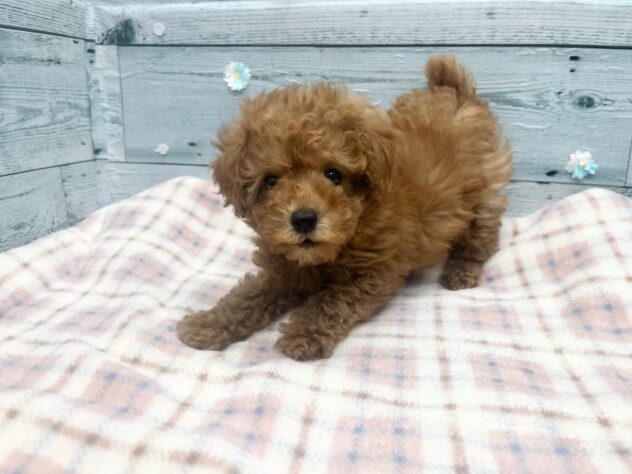 徳島県のトイプードル(トイ) (アミーゴ北島店/2026年1月6日生まれ/女の子/オレンジフォーン)の子犬の2枚目の画像