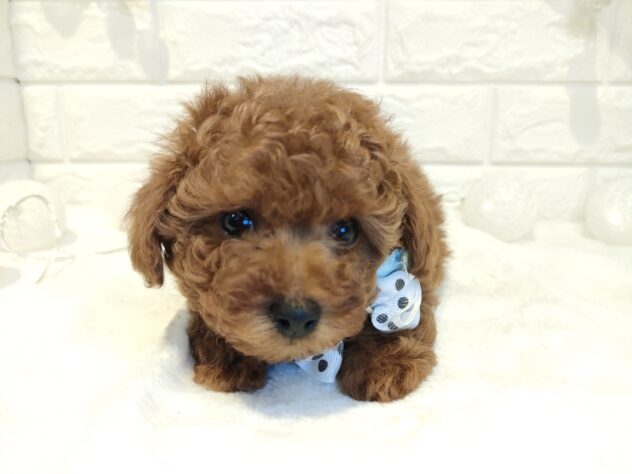 香川県のトイプードル(トイ) (ワンキャラット アミーゴ丸亀店/2026年1月30日生まれ/男の子/レッド)の子犬の2枚目の画像