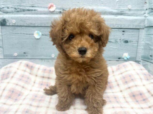 徳島県のトイプードル(トイ) (アミーゴ北島店/2026年1月6日生まれ/女の子/オレンジフォーン)の子犬の1枚目の画像