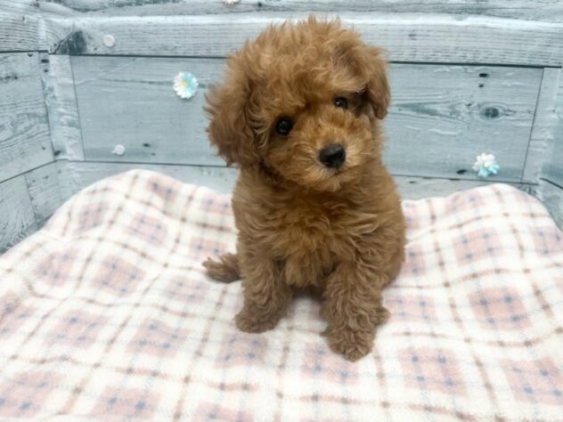 徳島県のトイプードル(トイ) (アミーゴ北島店/2026年1月6日生まれ/女の子/オレンジフォーン)の子犬の3枚目の画像