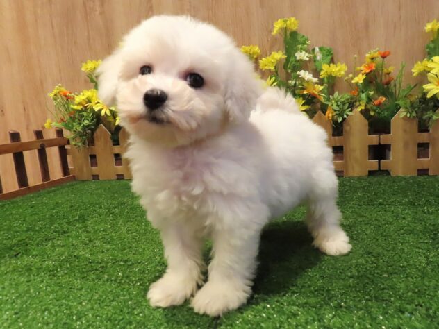 兵庫県のビションフリーゼ (アミーゴ伊丹店/2026年1月1日生まれ/男の子/ホワイト)の子犬