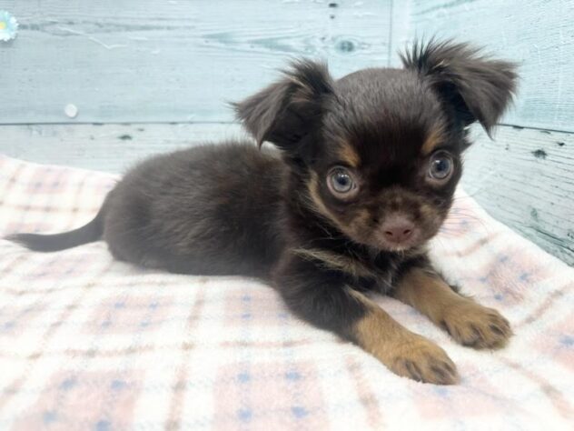 徳島県のチワワ(ロング) (アミーゴ北島店/2025年12月31日生まれ/女の子/チョコレートタン)の子犬の2枚目の画像