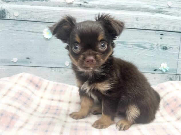 徳島県のチワワ(ロング) (アミーゴ北島店/2025年12月31日生まれ/女の子/チョコレートタン)の子犬の1枚目の画像