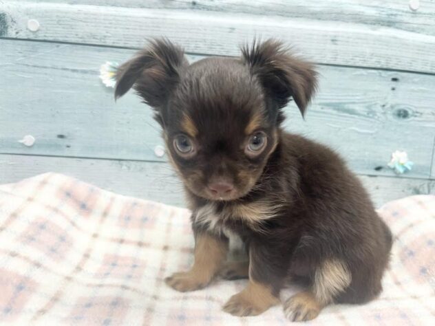 徳島県のチワワ(ロング) (アミーゴ北島店/2025年12月31日生まれ/女の子/チョコレートタン)の子犬の3枚目の画像