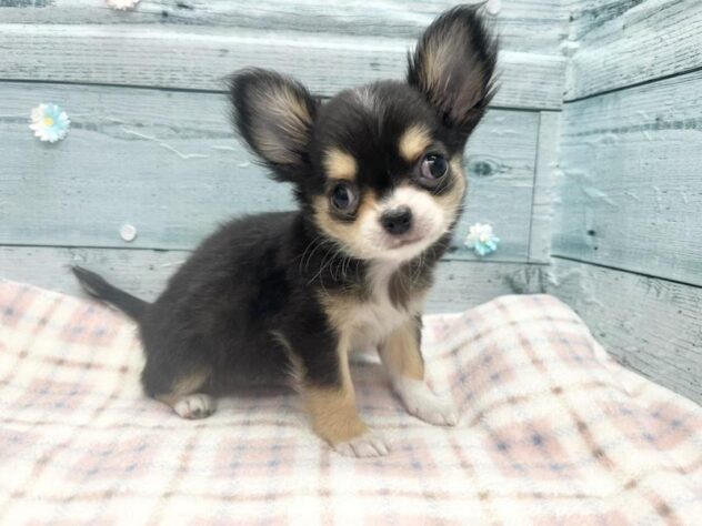 徳島県のチワワ(ロング) (アミーゴ北島店/2026年1月3日生まれ/男の子/ブラックタンホワイト)の子犬の1枚目の画像