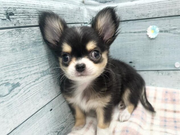 徳島県のチワワ(ロング) (アミーゴ北島店/2026年1月3日生まれ/男の子/ブラックタンホワイト)の子犬の4枚目の画像