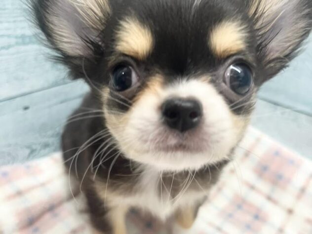 徳島県のチワワ(ロング) (アミーゴ北島店/2026年1月3日生まれ/男の子/ブラックタンホワイト)の子犬の3枚目の画像