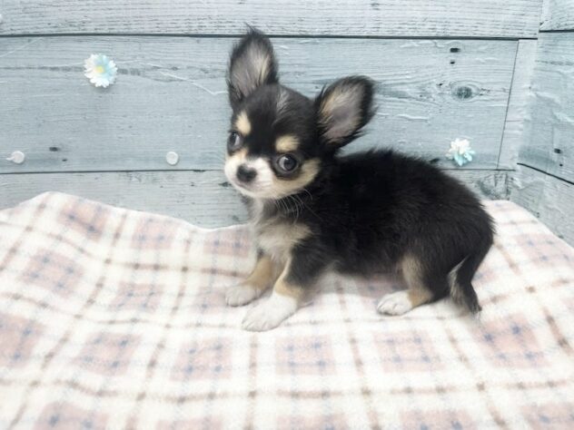 徳島県のチワワ(ロング) (アミーゴ北島店/2026年1月3日生まれ/男の子/ブラックタンホワイト)の子犬の2枚目の画像