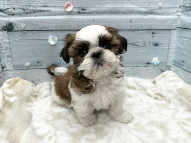 徳島県のシーズー (アミーゴ北島店/2026年1月11日生まれ/女の子/ホワイトゴールド)の子犬の3枚目の画像