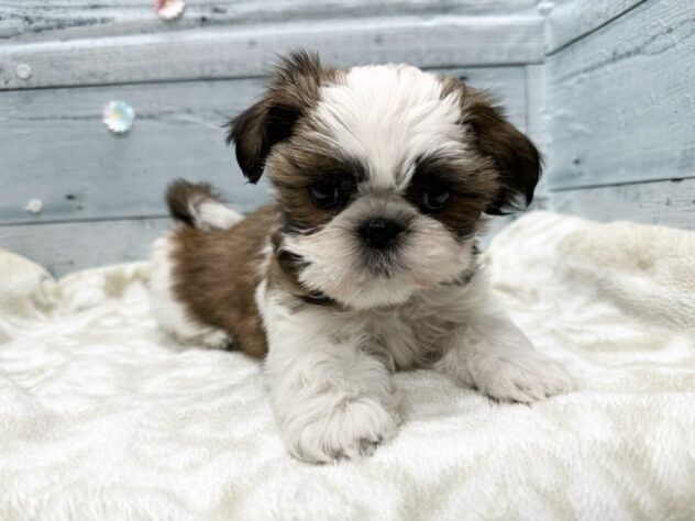 徳島県のシーズー (アミーゴ北島店/2026年1月11日生まれ/女の子/ホワイトゴールド)の子犬の2枚目の画像