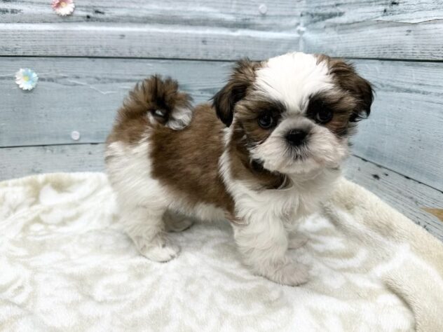 徳島県のシーズー (アミーゴ北島店/2026年1月11日生まれ/女の子/ホワイトゴールド)の子犬の4枚目の画像