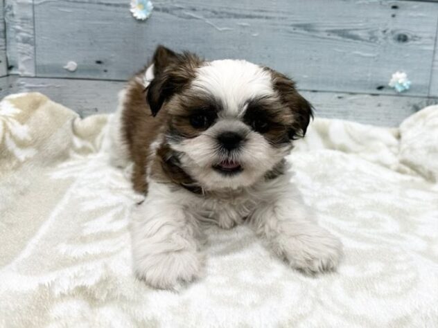 徳島県のシーズー (アミーゴ北島店/2026年1月11日生まれ/女の子/ホワイトゴールド)の子犬の1枚目の画像