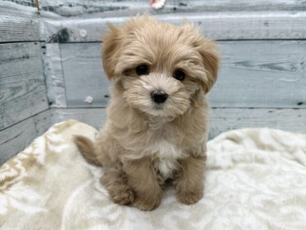 徳島県のハーフ犬・ミックス犬 (アミーゴ北島店/2026年1月12日生まれ/男の子/クリーム)の子犬の1枚目の画像