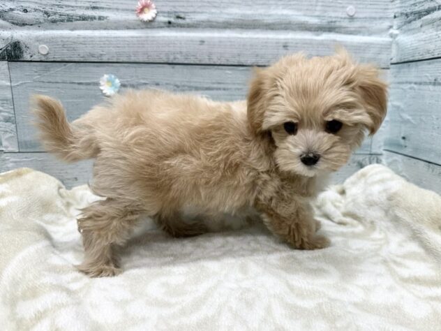 徳島県のハーフ犬・ミックス犬 (アミーゴ北島店/2026年1月12日生まれ/男の子/クリーム)の子犬の3枚目の画像