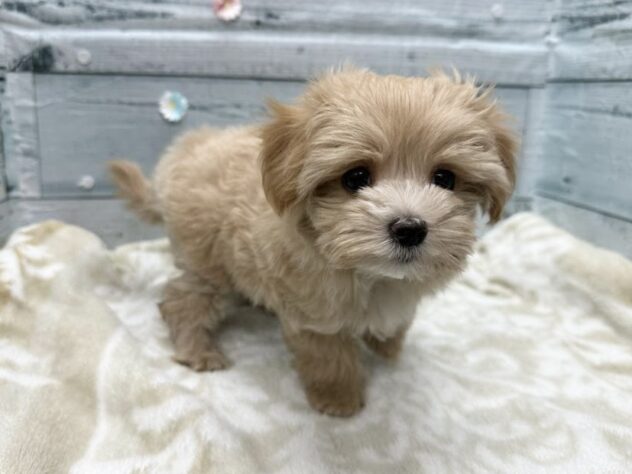 徳島県のハーフ犬・ミックス犬 (アミーゴ北島店/2026年1月12日生まれ/男の子/クリーム)の子犬の2枚目の画像