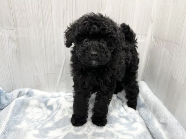 徳島県のトイプードル(トイ) (アミーゴ北島店/2026年1月8日生まれ/女の子/ブラック)の子犬