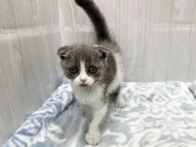 徳島県のスコティッシュフォールド (アミーゴ北島店/2026年1月11日生まれ/男の子/ブルーホワイト)の子猫の1枚目の画像