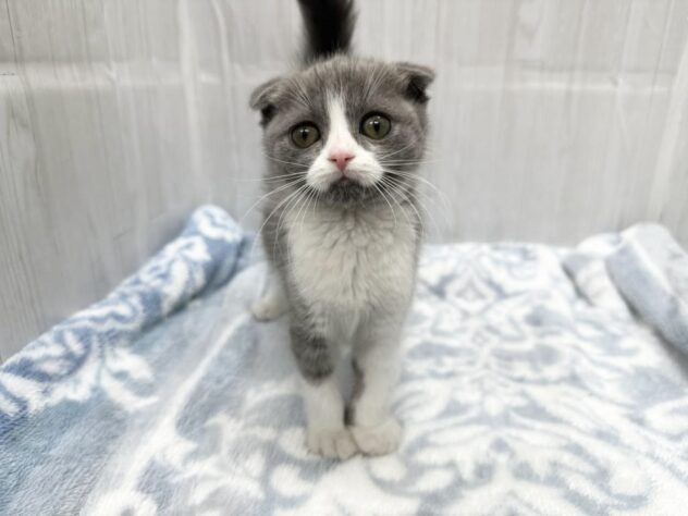徳島県のスコティッシュフォールド (アミーゴ北島店/2026年1月11日生まれ/男の子/ブルーホワイト)の子猫の2枚目の画像
