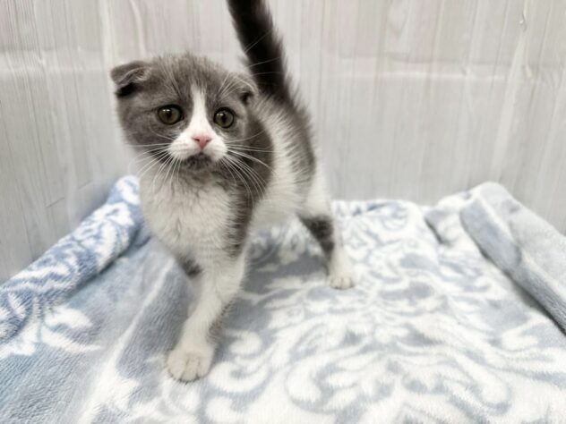 徳島県のスコティッシュフォールド (アミーゴ北島店/2026年1月11日生まれ/男の子/ブルーホワイト)の子猫の3枚目の画像